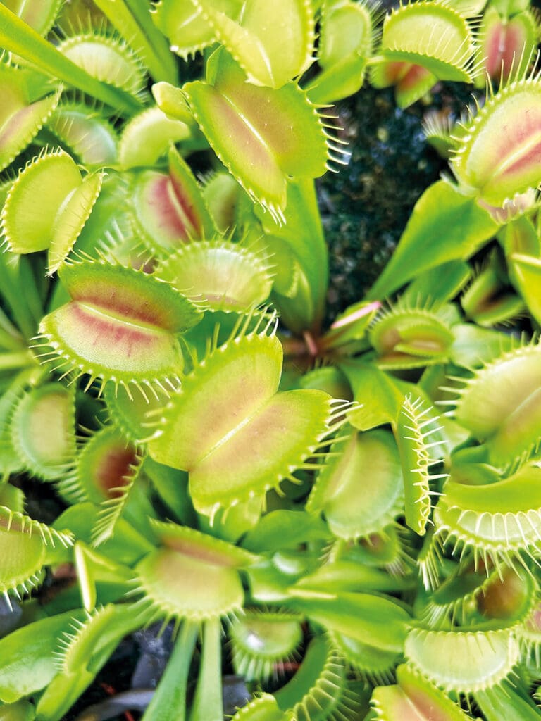 Pflanzen im Gewächshaus