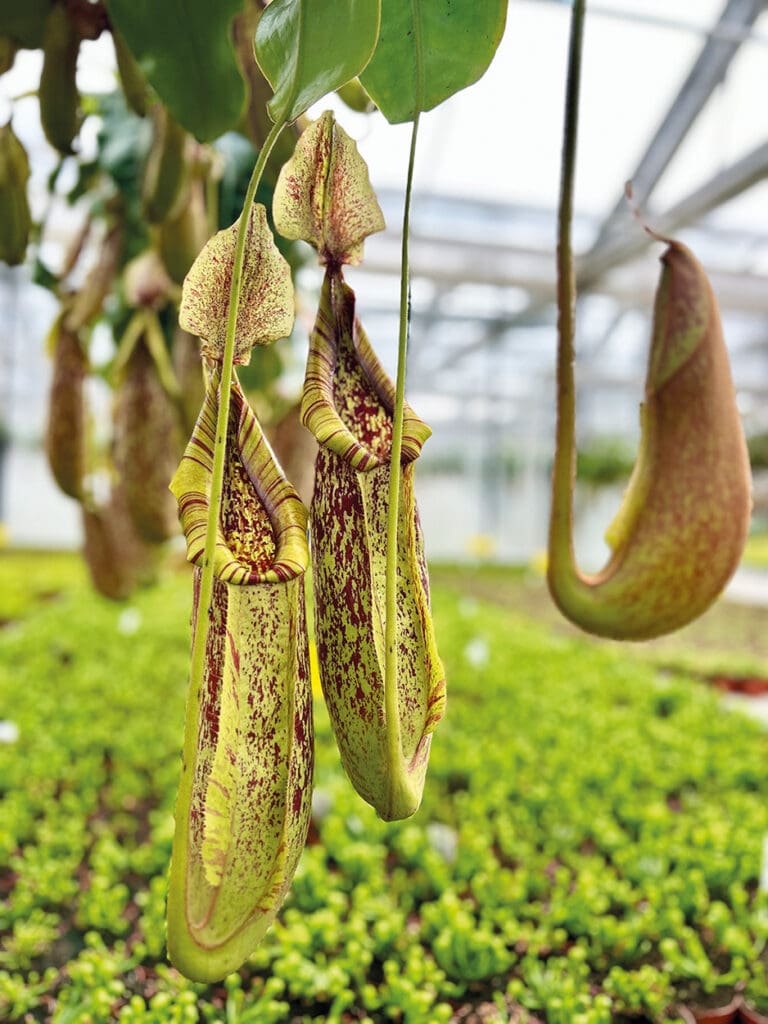 Pflanzen im Gewächshaus