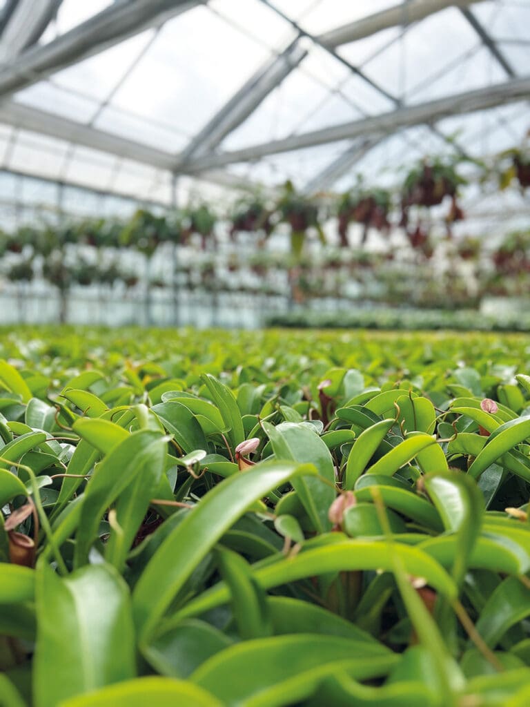 Blick ins Gewächshaus