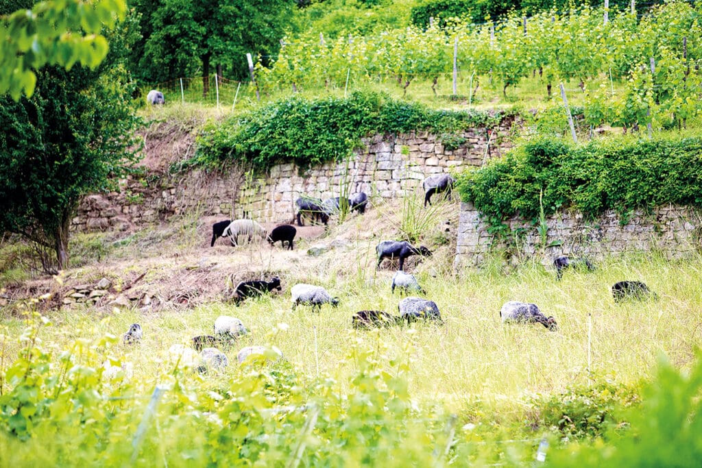 Sandsteinmauer Deidesheim